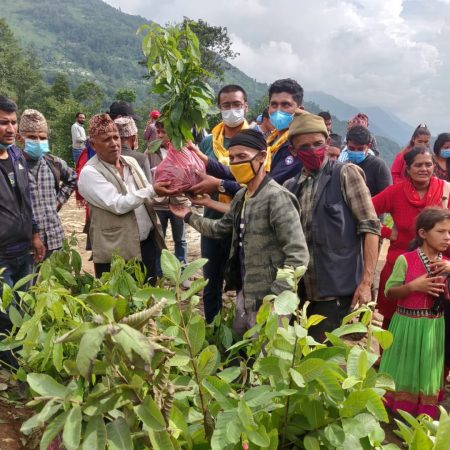 Planting 10,000 Fruit trees in Nepal Juniper Trust (11)