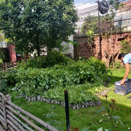 Planting 10,000 Fruit trees in Nepal Juniper Trust (3)
