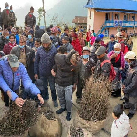 Planting 10,000 Fruit trees in Nepal Juniper Trust (3)