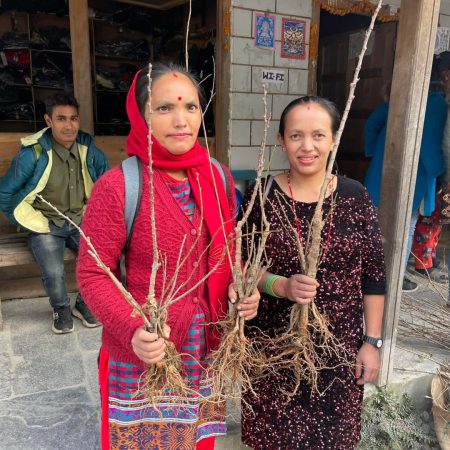 Planting 10,000 Fruit trees in Nepal Juniper Trust (6)