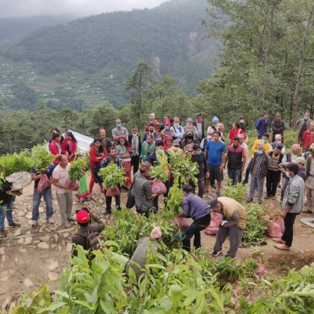 Planting 10,000 Fruit trees in Nepal Juniper Trust (7)
