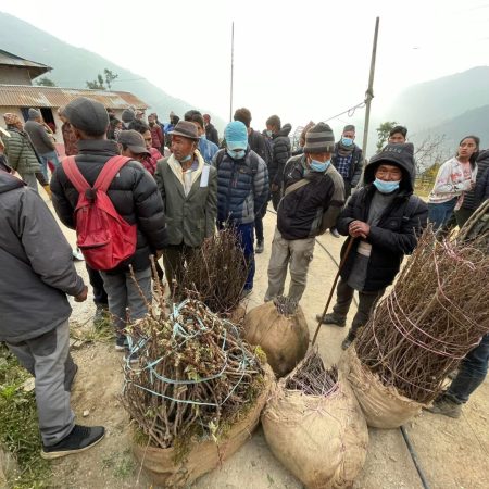 Planting 10,000 Fruit trees in Nepal Juniper Trust (7)