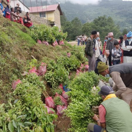 Planting 10,000 Fruit trees in Nepal Juniper Trust (8)