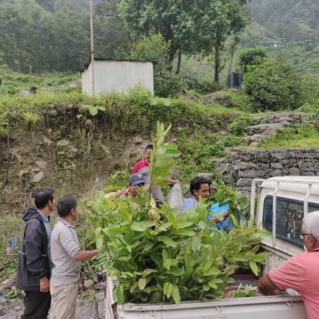 Planting 10,000 Fruit trees in Nepal Juniper Trust (9)